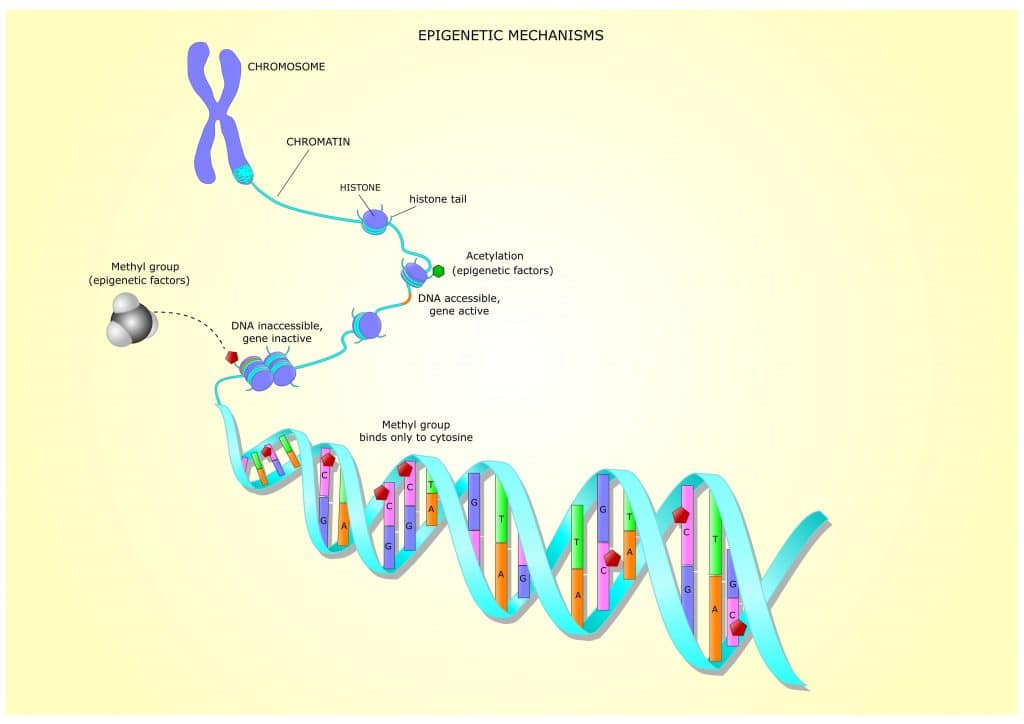 DNA methylation and Rheumatoid Arthritis
