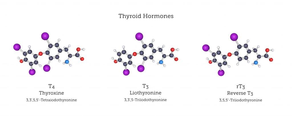 T4, T3, rT3 thyroid disorders 