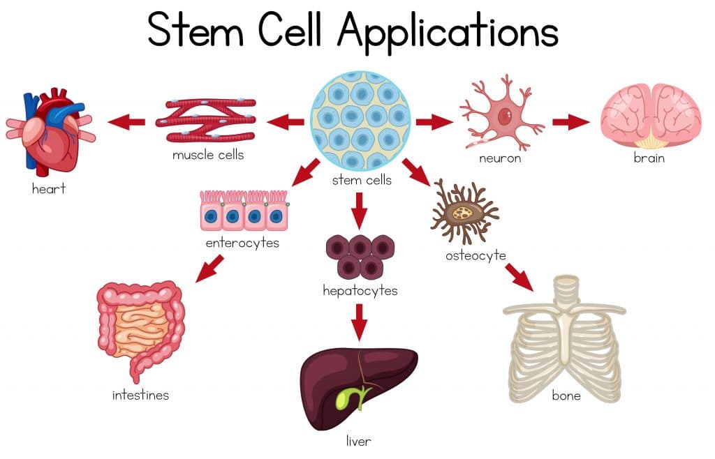 fasting causes stem cell formation