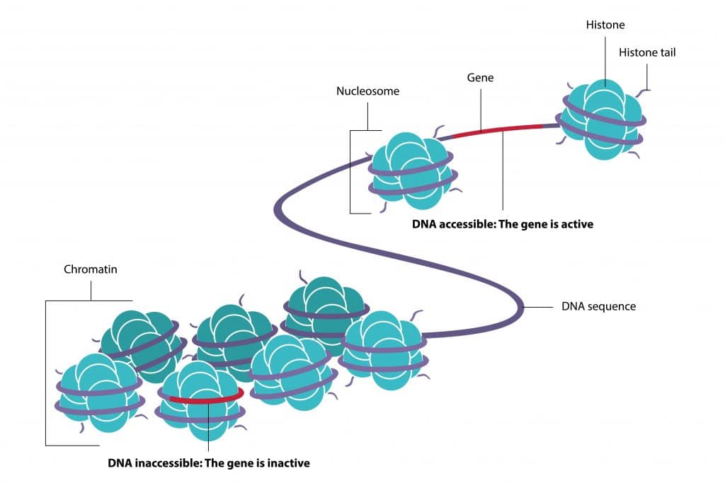 epigenetic methylation turns off bad genes