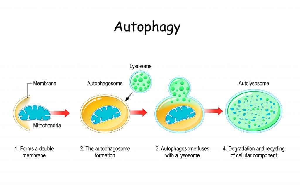 Fasting For Natural Healing Through The Process Of Autophagy