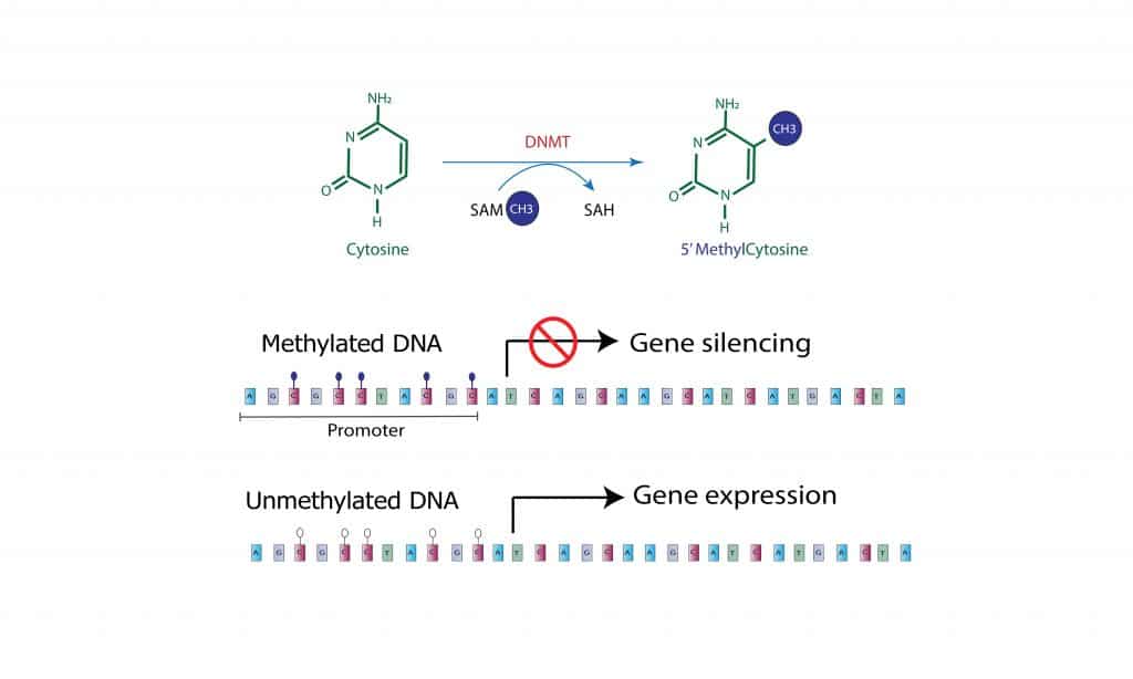 gene methylation