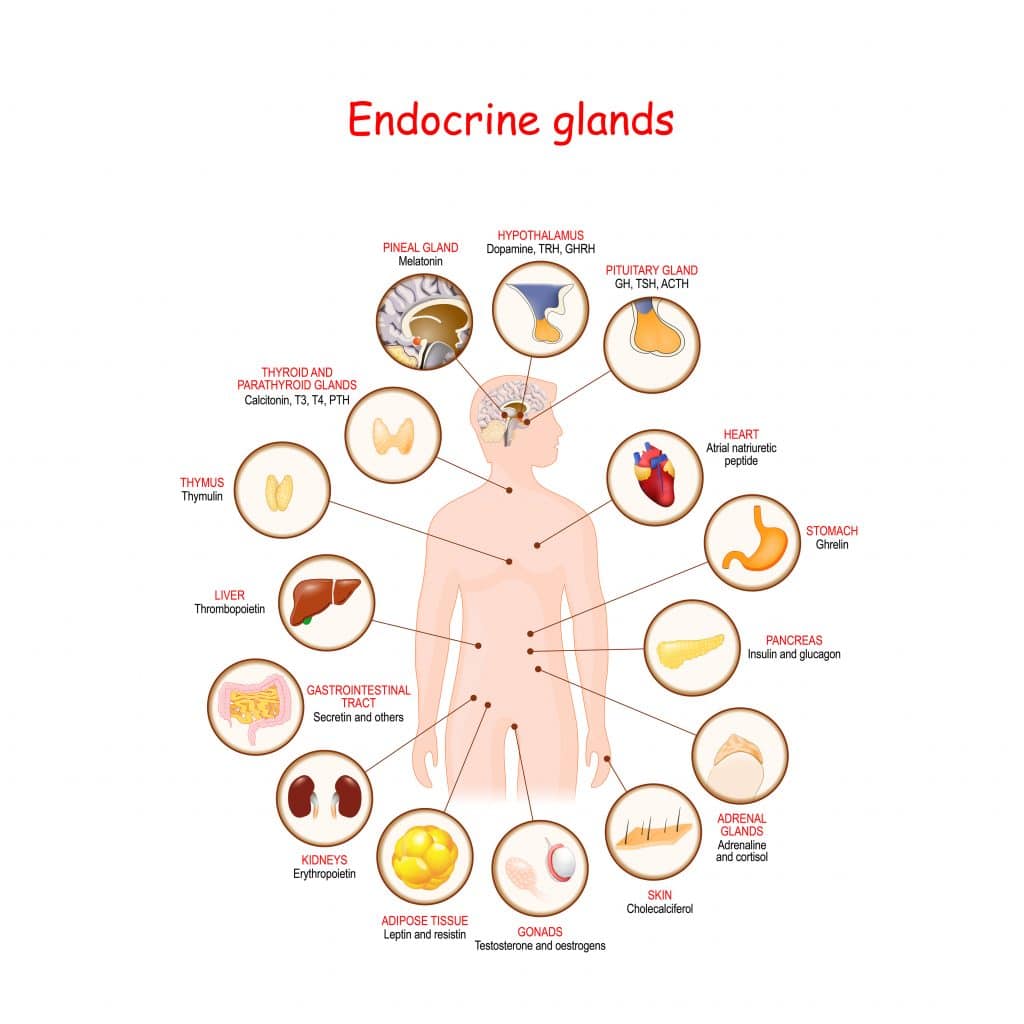 Endocrine glands and fat loss