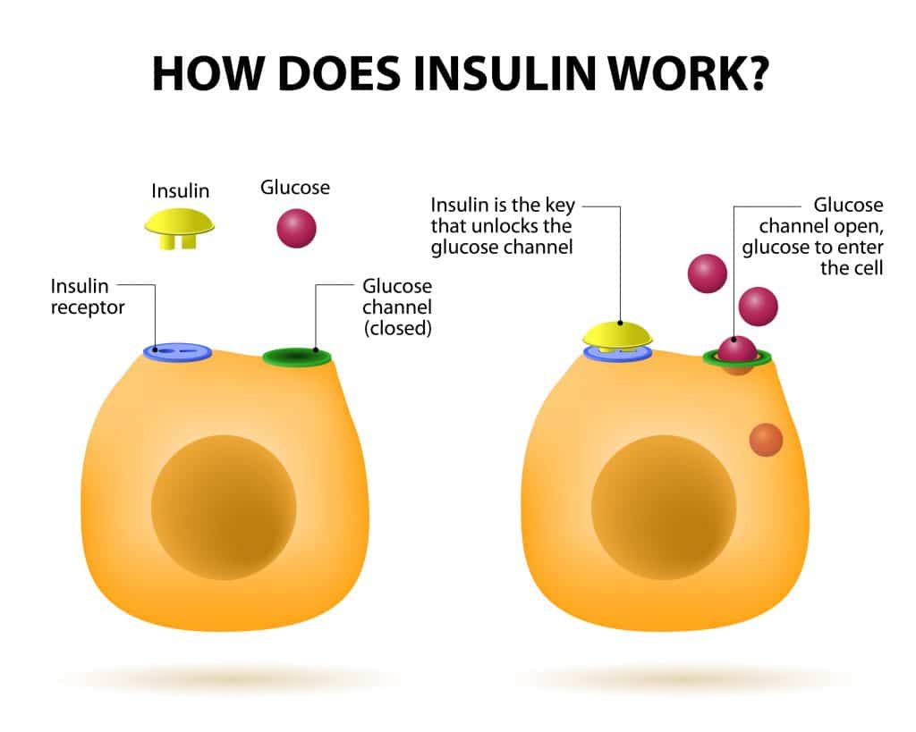 hormones and weight loss - insulin resistance