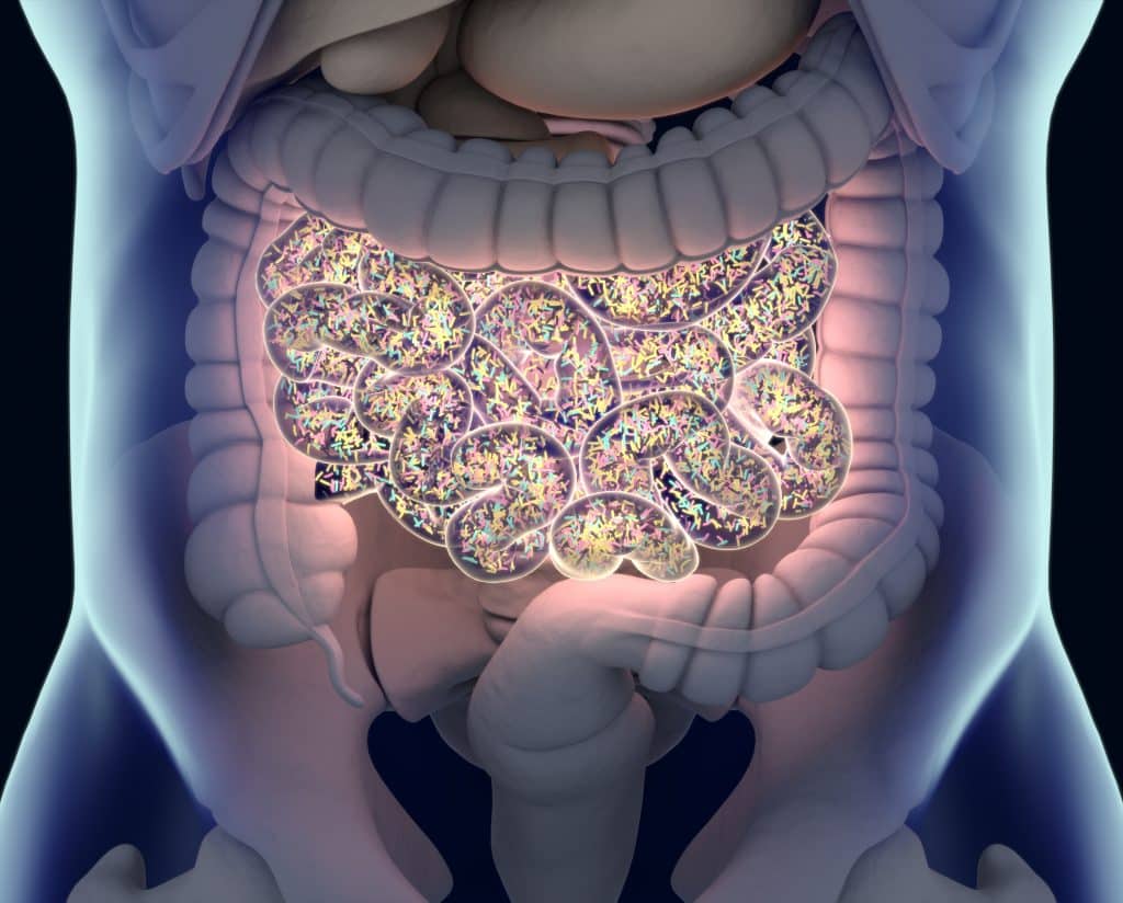 What Causes Irritable Bowel Syndrome - Microbiome
