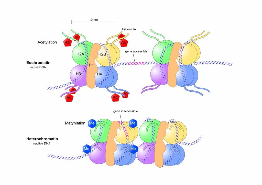 Lead Toxicity And Epigenetic Methylation