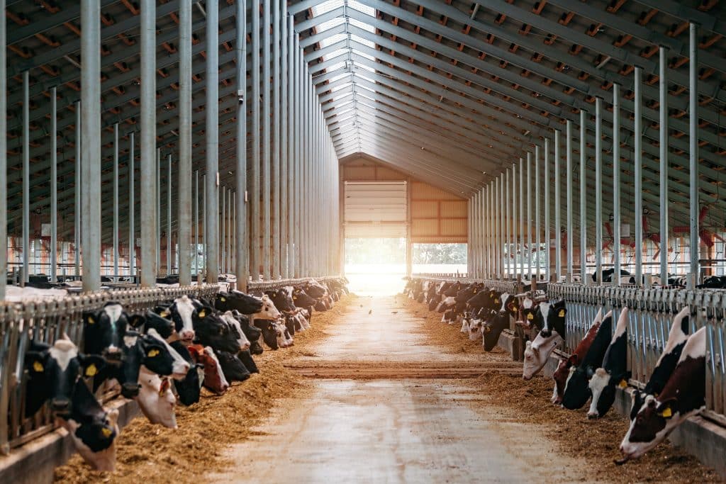 What Causes High Estrogen Levels - Conventionally Farmed Dairy And Meat
