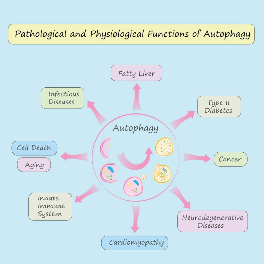Intermittent Fasting And Autophagy