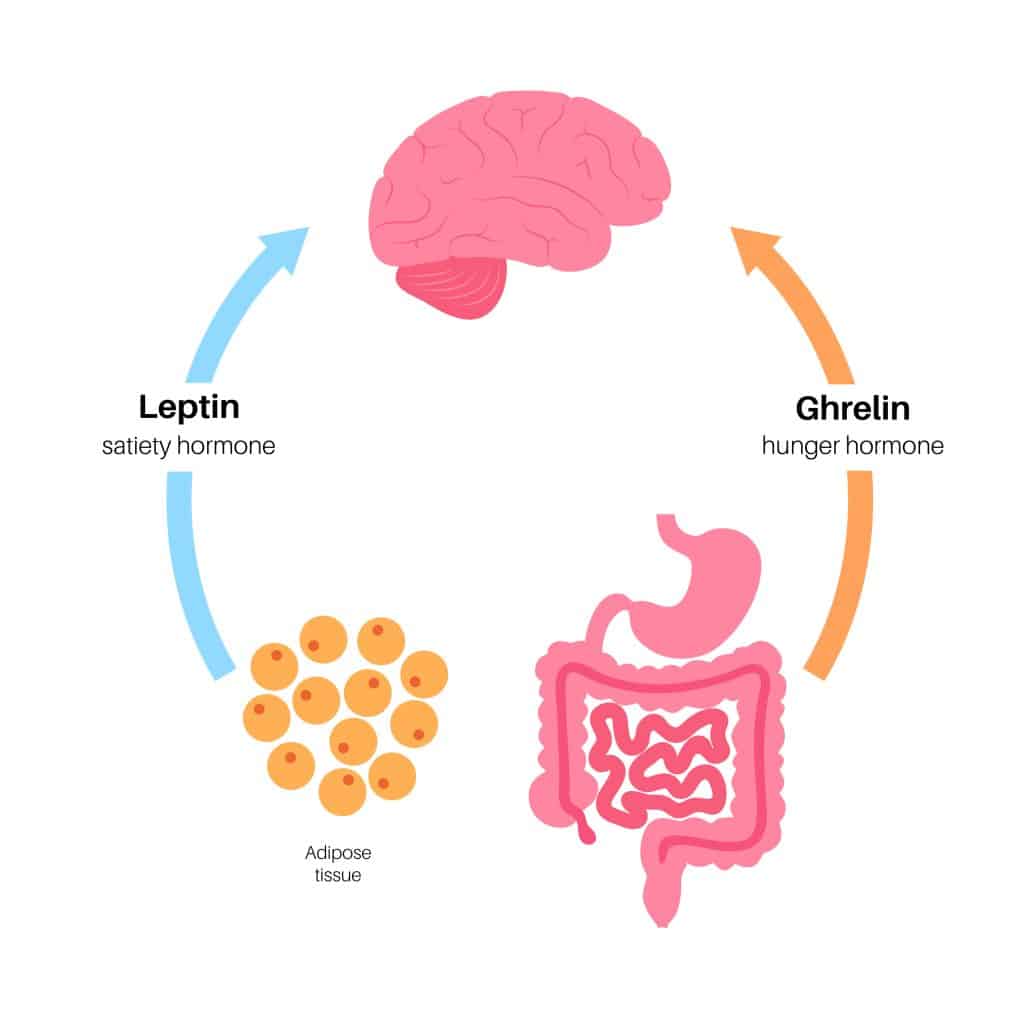 Correcting Leptin Resistance Is The Key To Losing Fat