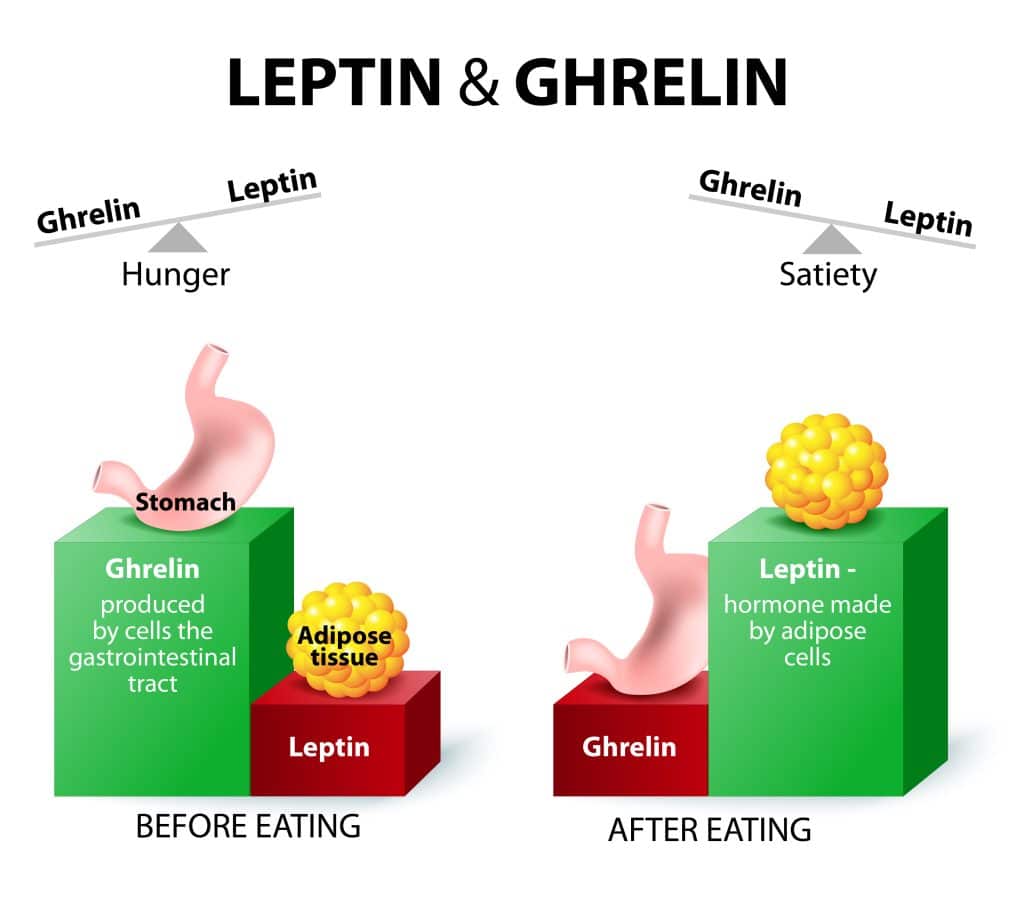 Fat Loss Hormones - Leptin and Ghrelin