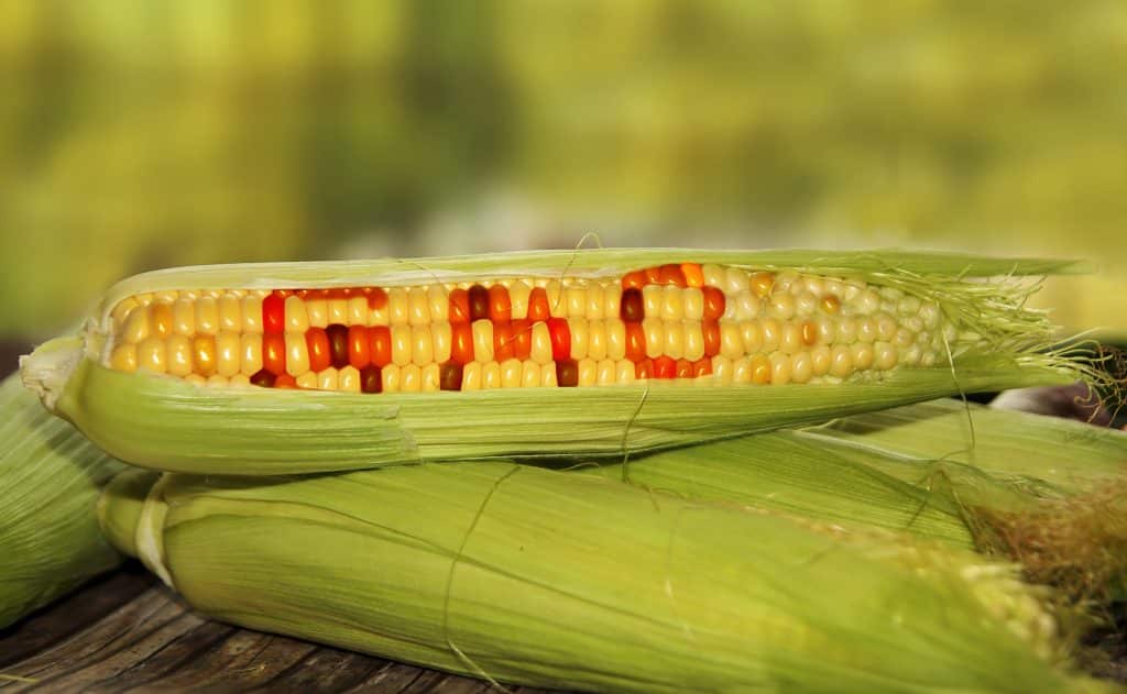 What Causes Autoimmune Disorders - GMO Food