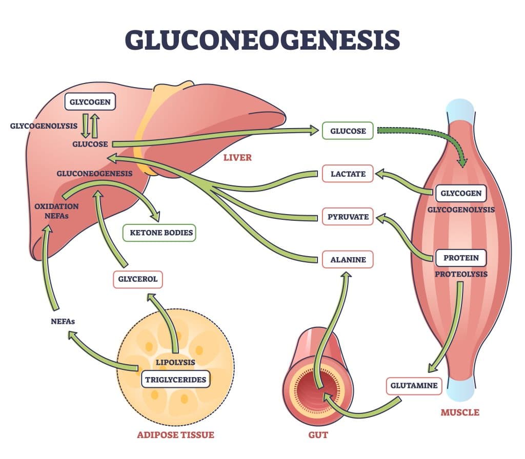 Reversing Insulin Resistance - Glucose And Glycogen