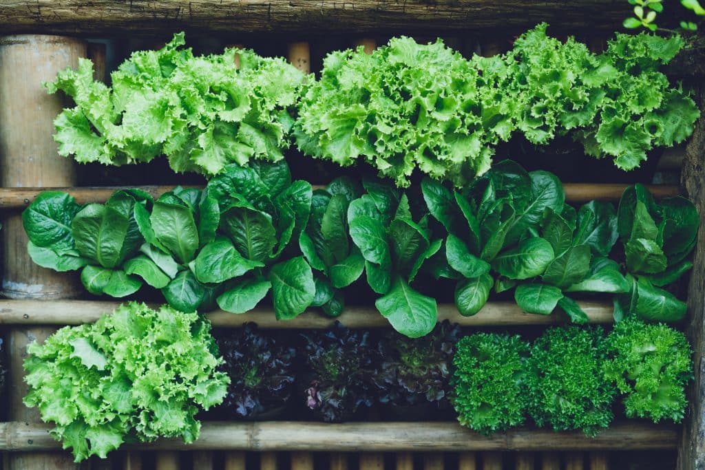 Anti-Inflammatory Food - Leafy Green Vegetables