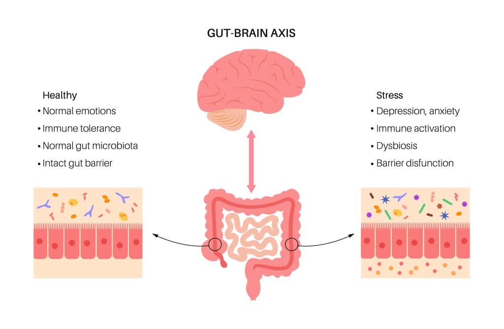 The Link Between Gut Health And Mental Health Disorders