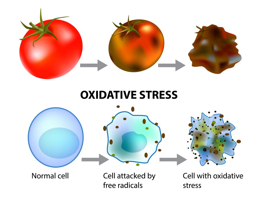 Are Airpods Dangerous - Oxidative Stress