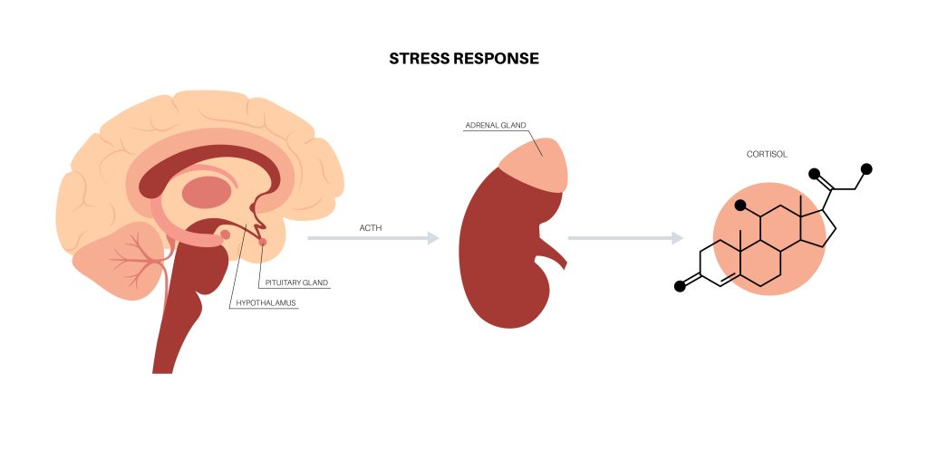 How Does Stress Cause Disease - Hormonal Imbalances