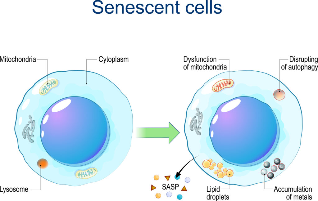 Autophagy In Clearing Senescent Cells