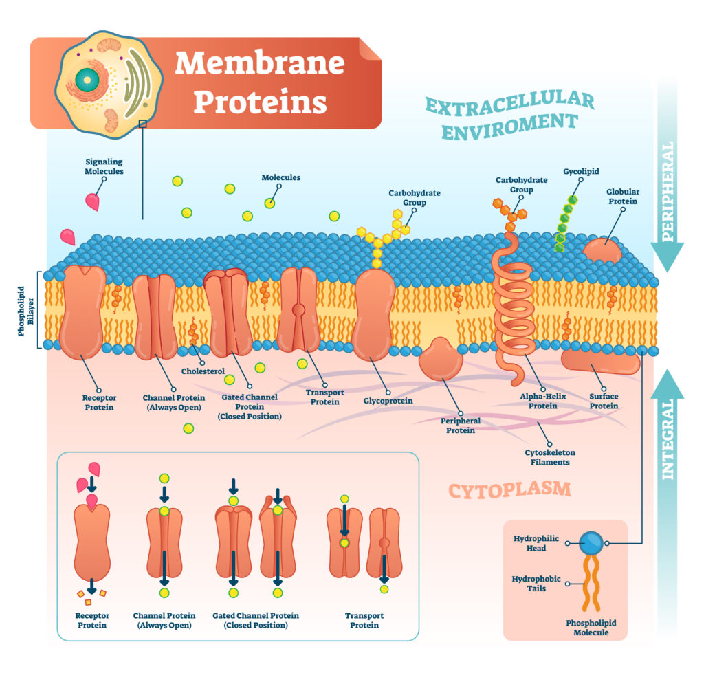 Inflammation And Disease - integral membrane proteins cellular membrane