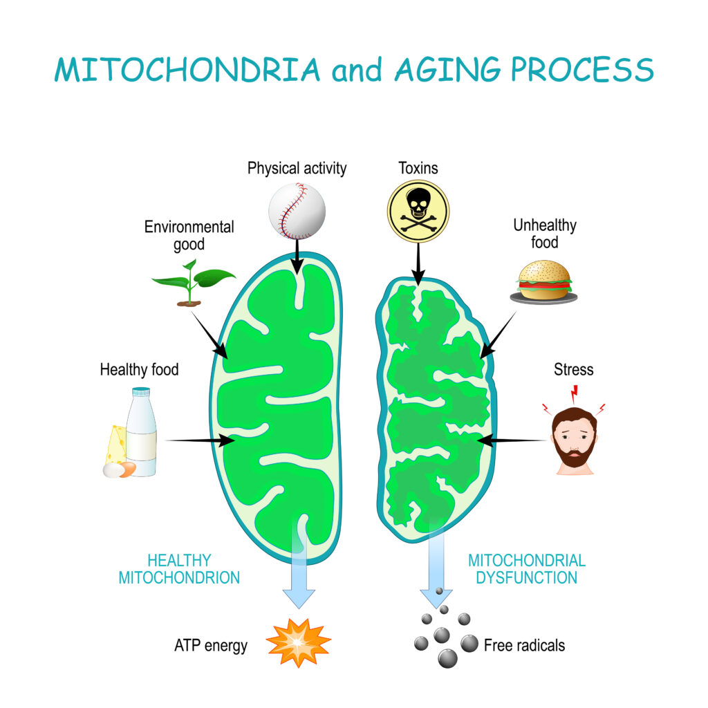 The Connection Between Inflammation And Disease - Mitochondria