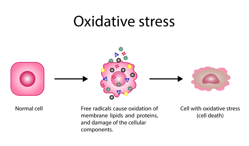 What Causes Cell Membrane Inflammation - Toxins - reactive oxygen species (ROS)
