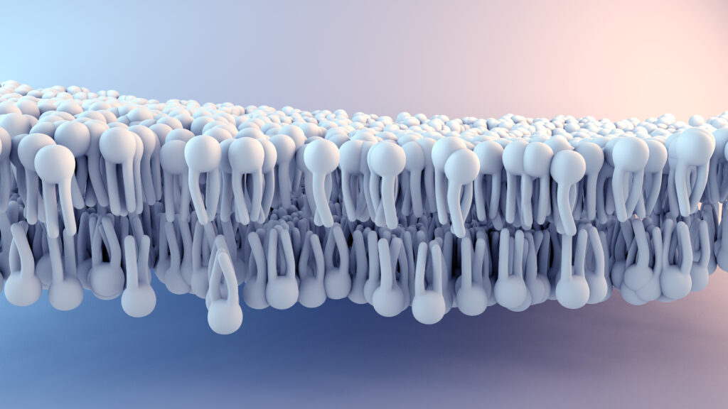 Regenerating The Cellular Membrane