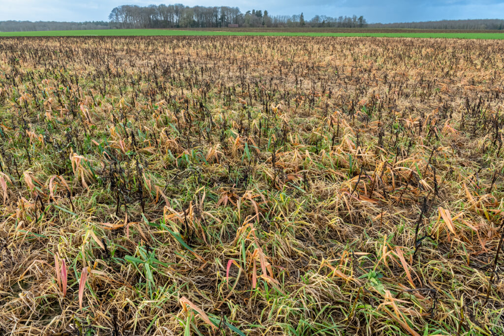 Avoid Toxic Breakfast Cereal - Glyphosate