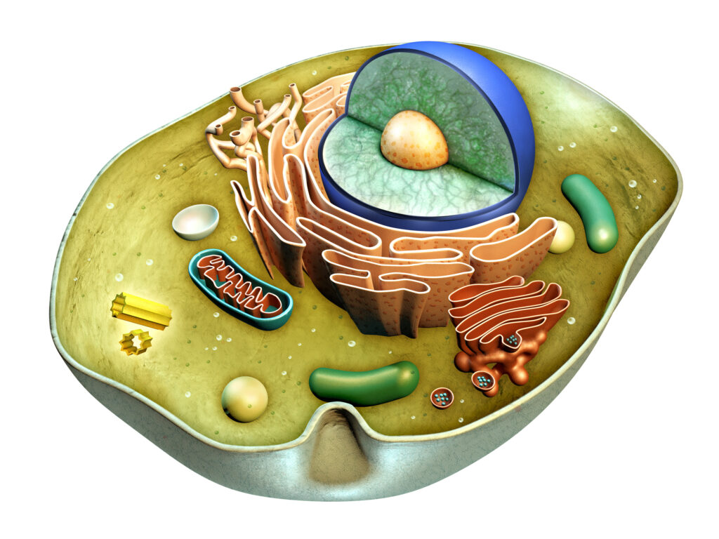 The Hidden Cause Of Cardiovascular Disease - cellular dysfunction