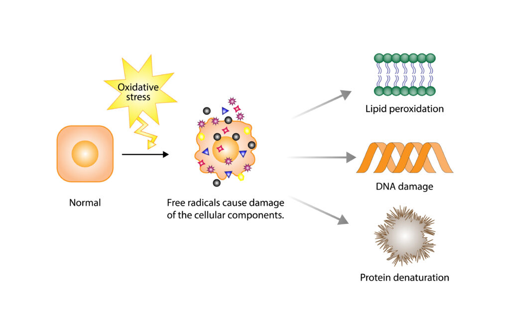 Repair Cellular Membranes - heavy metal detox